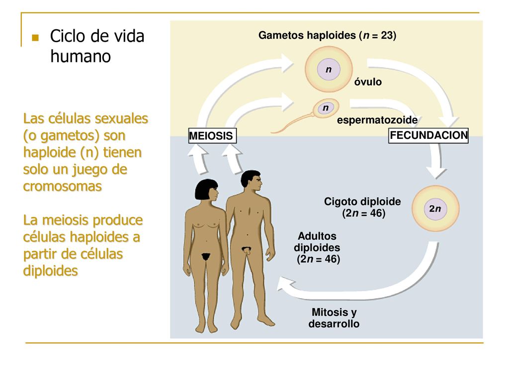 Gametos haploides (n = 23) Adultos diploides (2n = 46)