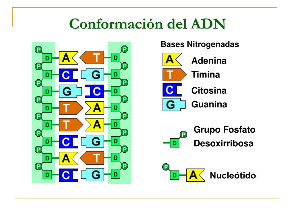 Conformación del ADN Adenina Timina Citosina Guanina Grupo Fosfato