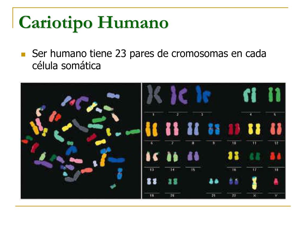 Cariotipo Humano Ser humano tiene 23 pares de cromosomas en cada célula somática