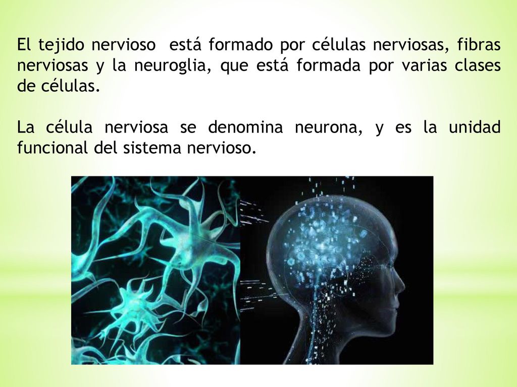 El tejido nervioso está formado por células nerviosas, fibras nerviosas y la neuroglia, que está formada por varias clases de células.