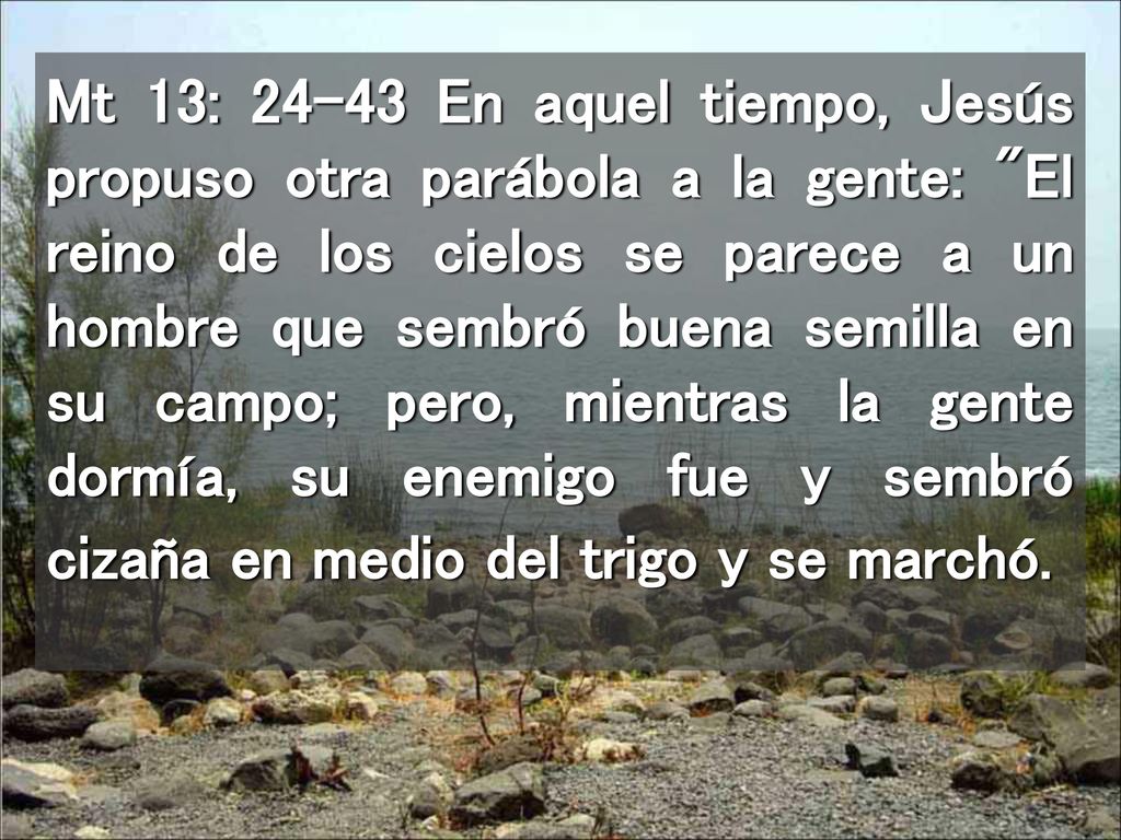 Mt 13: En aquel tiempo, Jesús propuso otra parábola a la gente: El reino de los cielos se parece a un hombre que sembró buena semilla en su campo; pero, mientras la gente dormía, su enemigo fue y sembró cizaña en medio del trigo y se marchó.