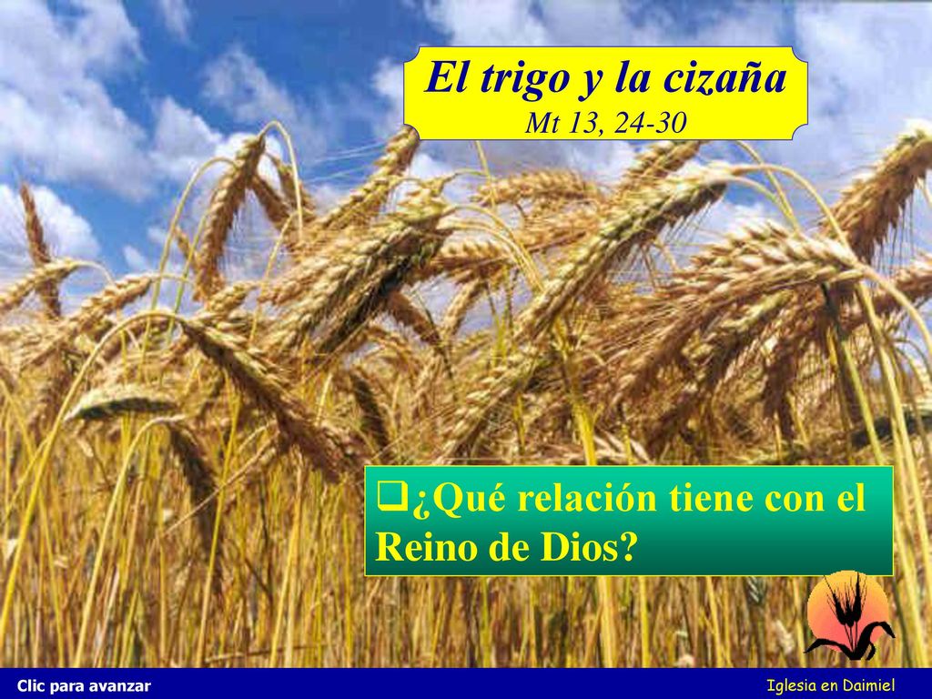 El trigo y la cizaña ¿Qué relación tiene con el Reino de Dios
