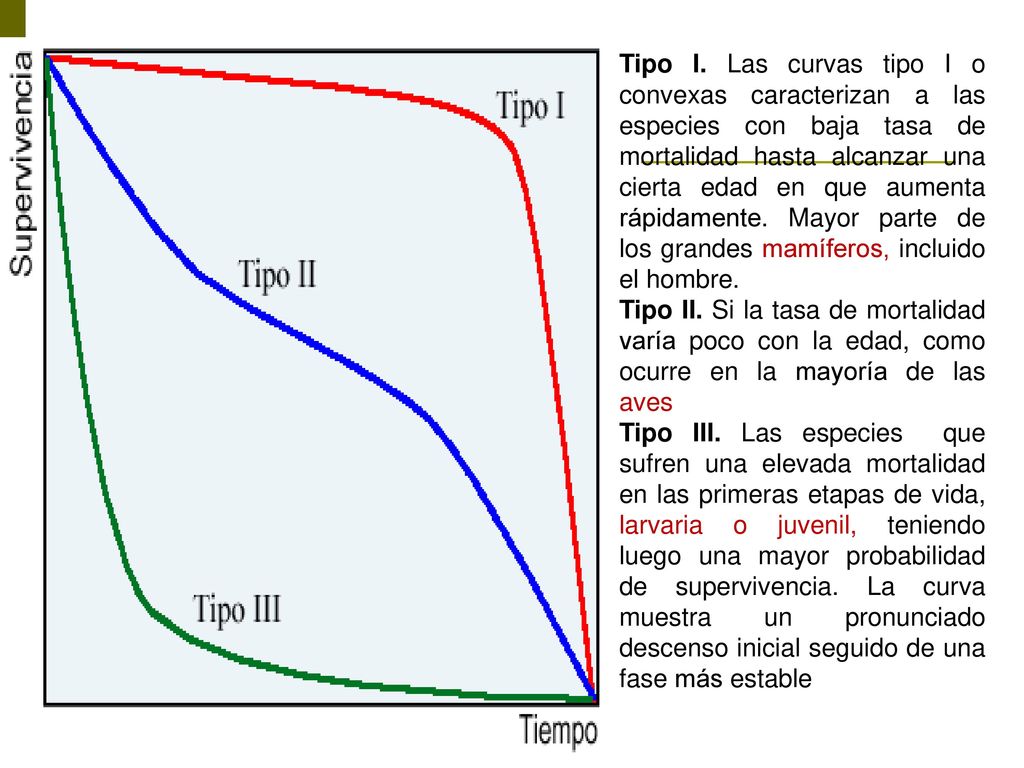 Tipo I. Las curvas tipo I o convexas caracterizan a las especies con baja tasa de mortalidad hasta alcanzar una cierta edad en que aumenta rápidamente. Mayor parte de los grandes mamíferos, incluido el hombre.