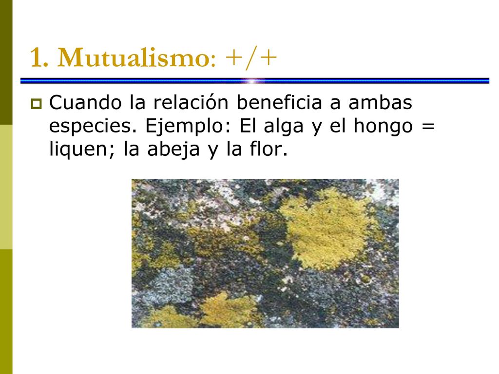 1. Mutualismo: +/+ Cuando la relación beneficia a ambas especies.