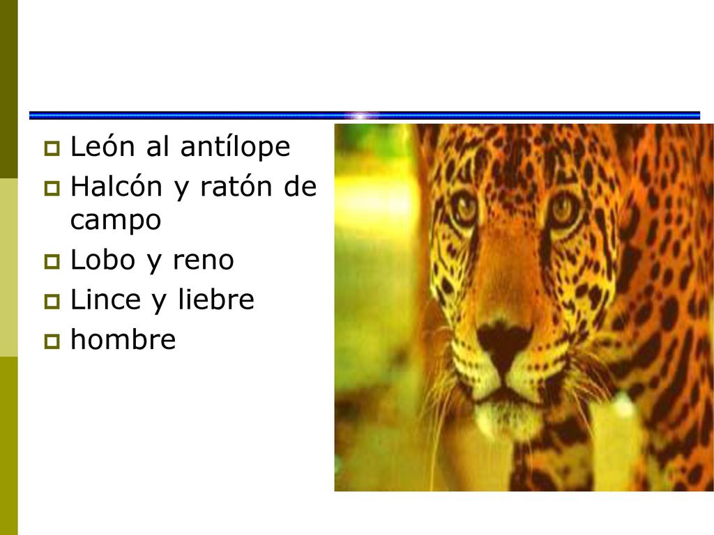 León al antílope Halcón y ratón de campo Lobo y reno Lince y liebre hombre