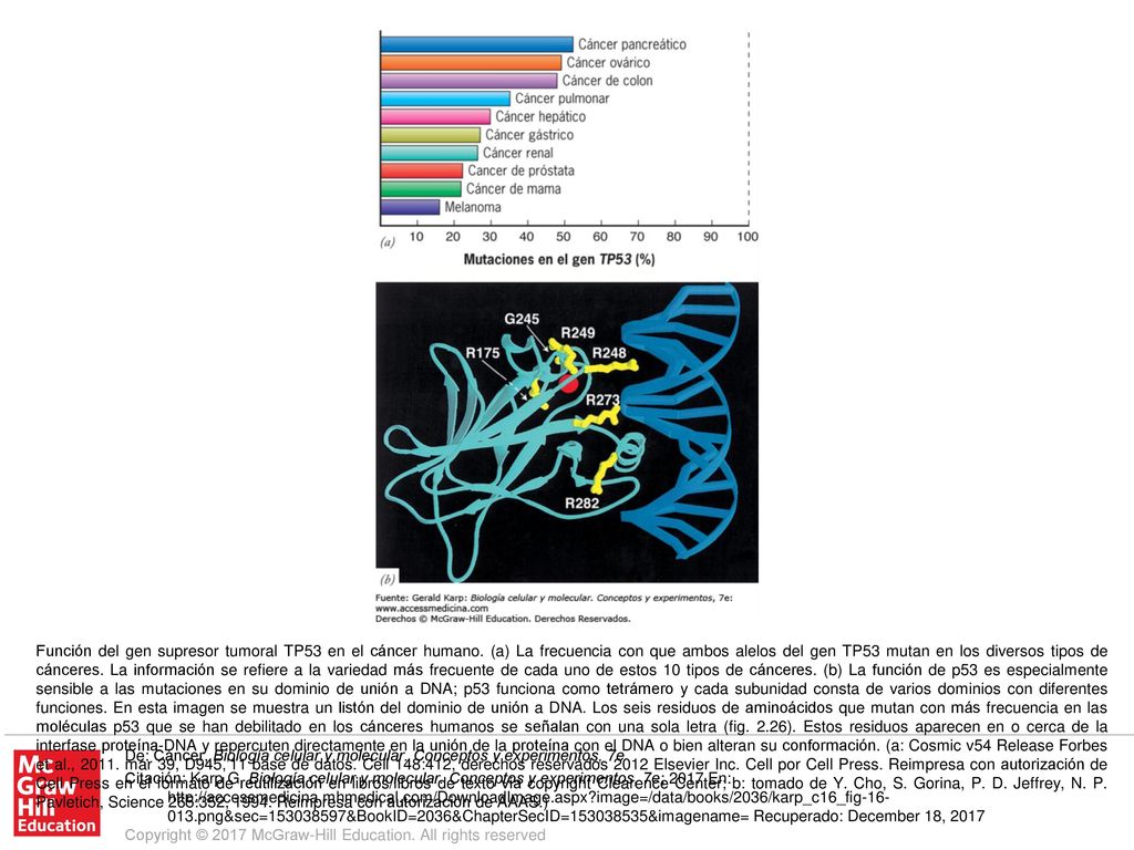 Función del gen supresor tumoral TP53 en el cáncer humano