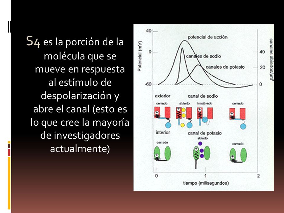 S4 es la porción de la molécula que se mueve en respuesta al estímulo de despolarización y abre el canal (esto es lo que cree la mayoría de investigadores actualmente)