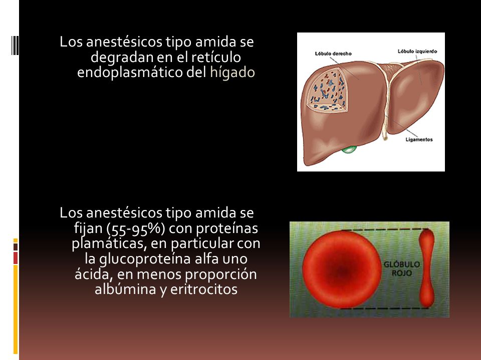 Los anestésicos tipo amida se degradan en el retículo endoplasmático del hígado