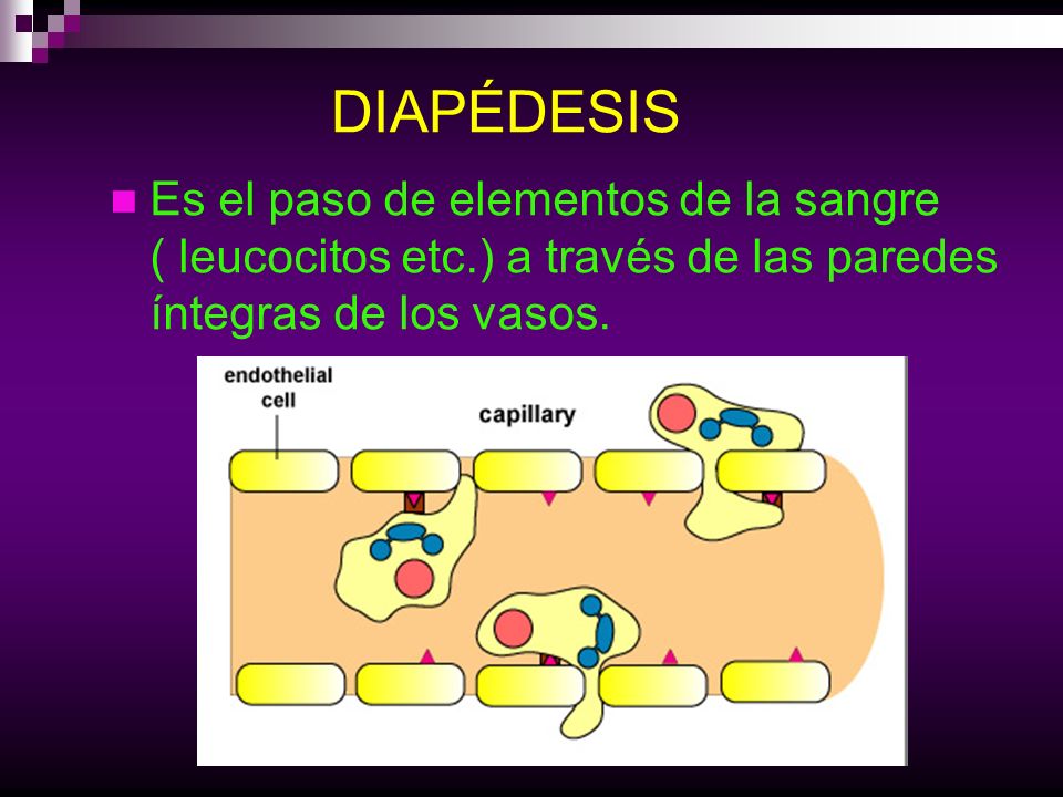 DIAPÉDESIS Es el paso de elementos de la sangre ( leucocitos etc.) a través de las paredes íntegras de los vasos.
