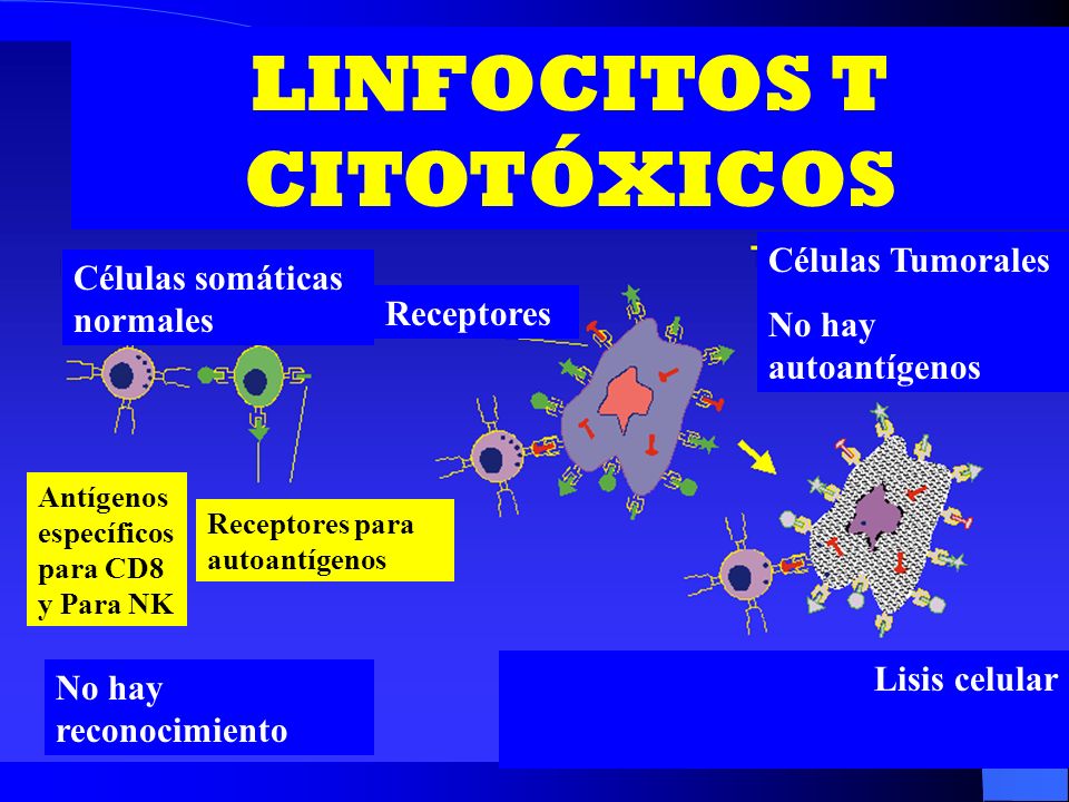 LINFOCITOS T CITOTÓXICOS