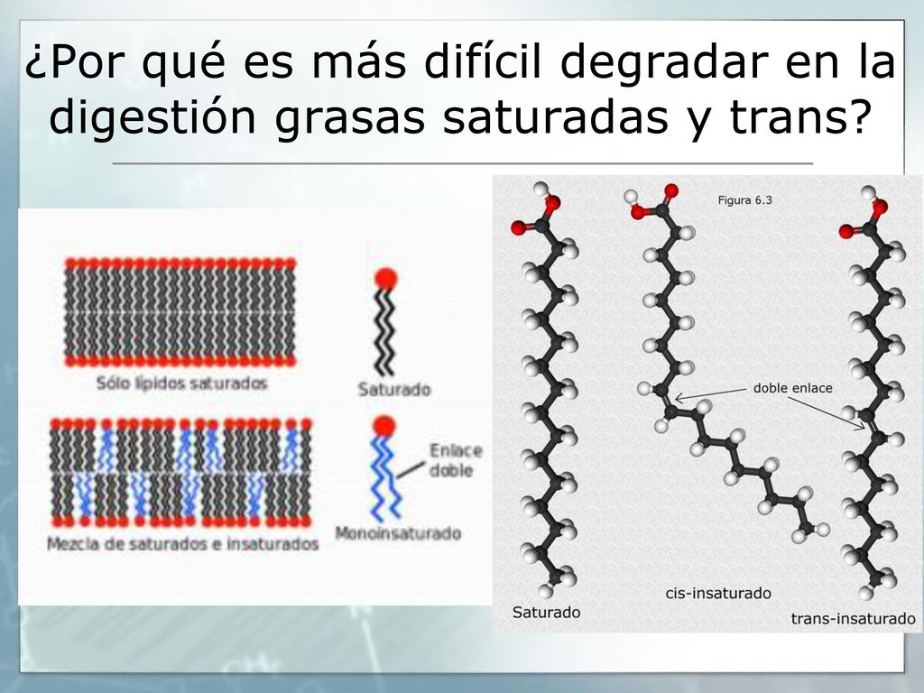¿Por qué es más difícil degradar en la digestión grasas saturadas y trans