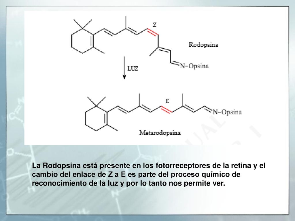 La Rodopsina está presente en los fotorreceptores de la retina y el cambio del enlace de Z a E es parte del proceso químico de reconocimiento de la luz y por lo tanto nos permite ver.