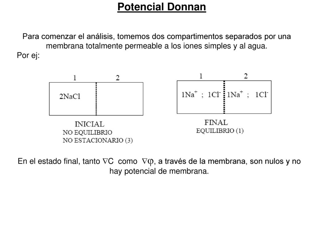 Potencial Donnan Para comenzar el análisis, tomemos dos compartimentos separados por una membrana totalmente permeable a los iones simples y al agua.