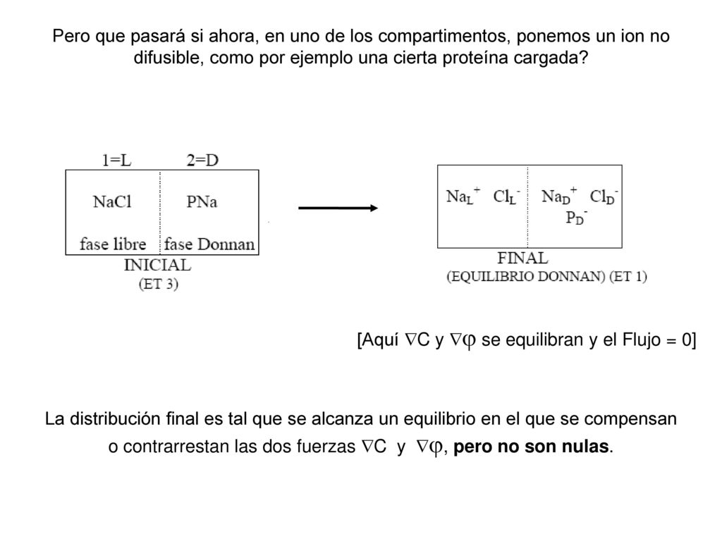 [Aquí C y  se equilibran y el Flujo = 0]