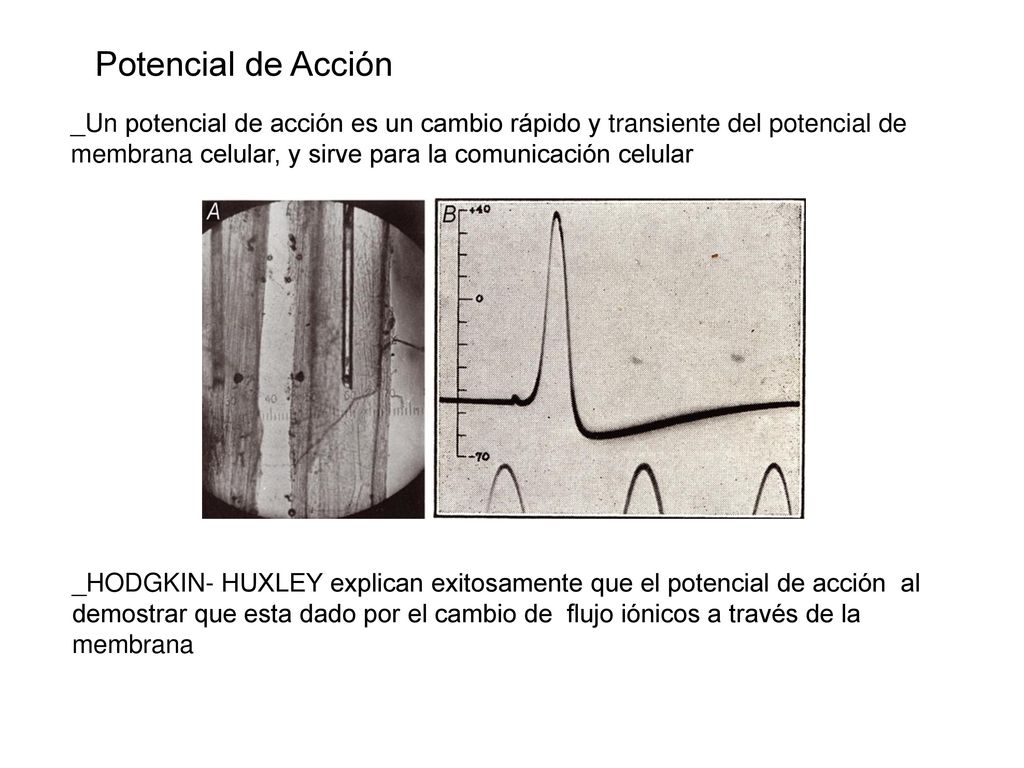 Potencial de Acción _Un potencial de acción es un cambio rápido y transiente del potencial de membrana celular, y sirve para la comunicación celular.