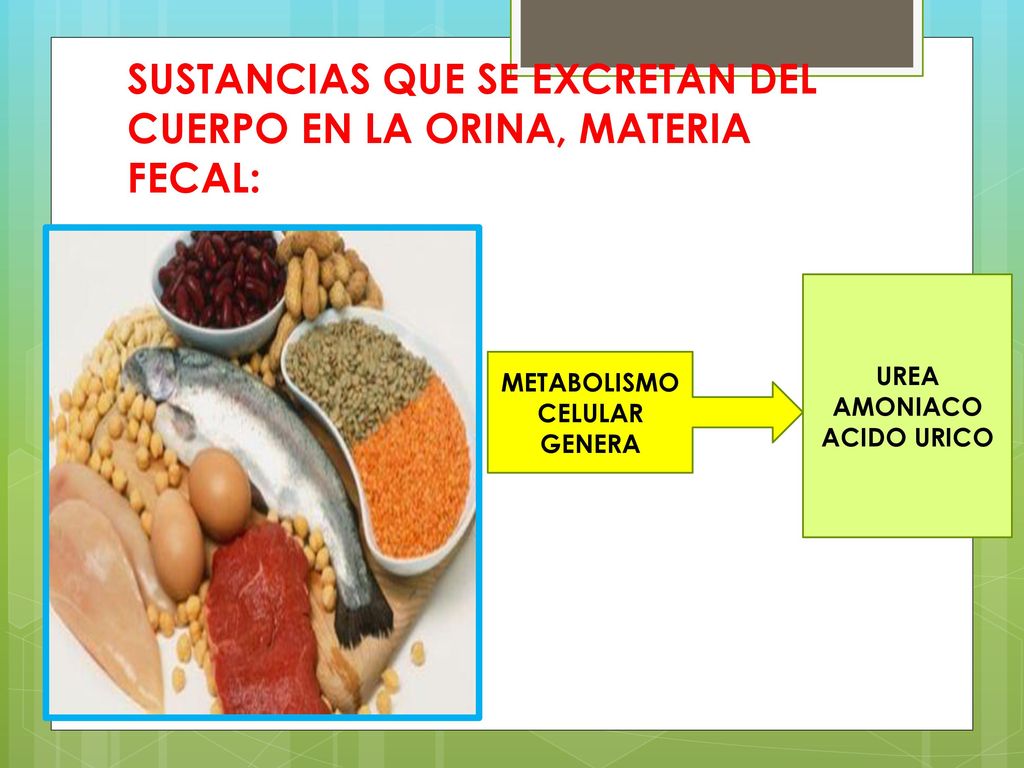 SUSTANCIAS QUE SE EXCRETAN DEL CUERPO EN LA ORINA, MATERIA FECAL: