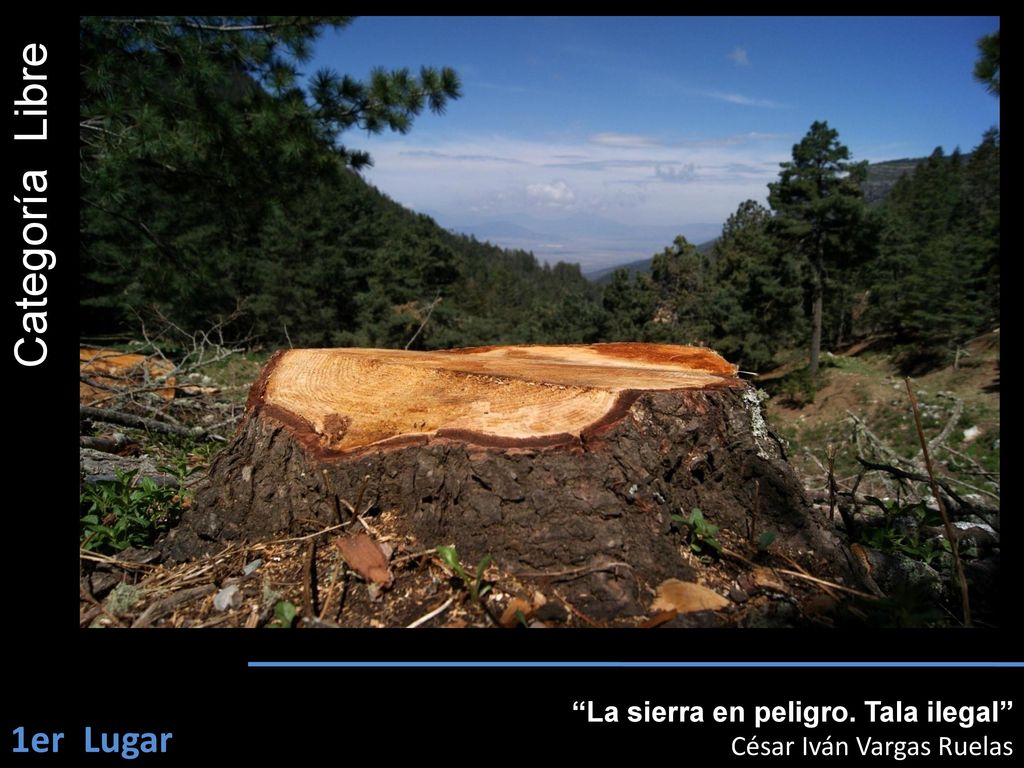 Categoría Libre 1er Lugar La sierra en peligro. Tala ilegal