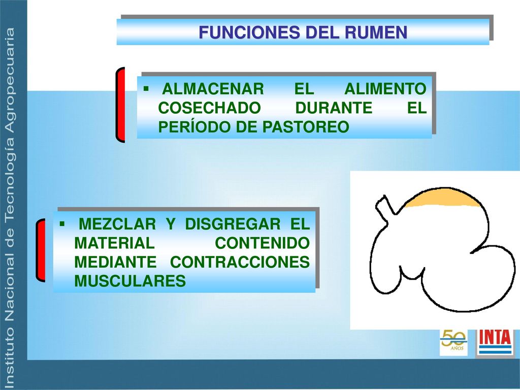 FUNCIONES DEL RUMEN ALMACENAR EL ALIMENTO COSECHADO DURANTE EL PERÍODO DE PASTOREO.