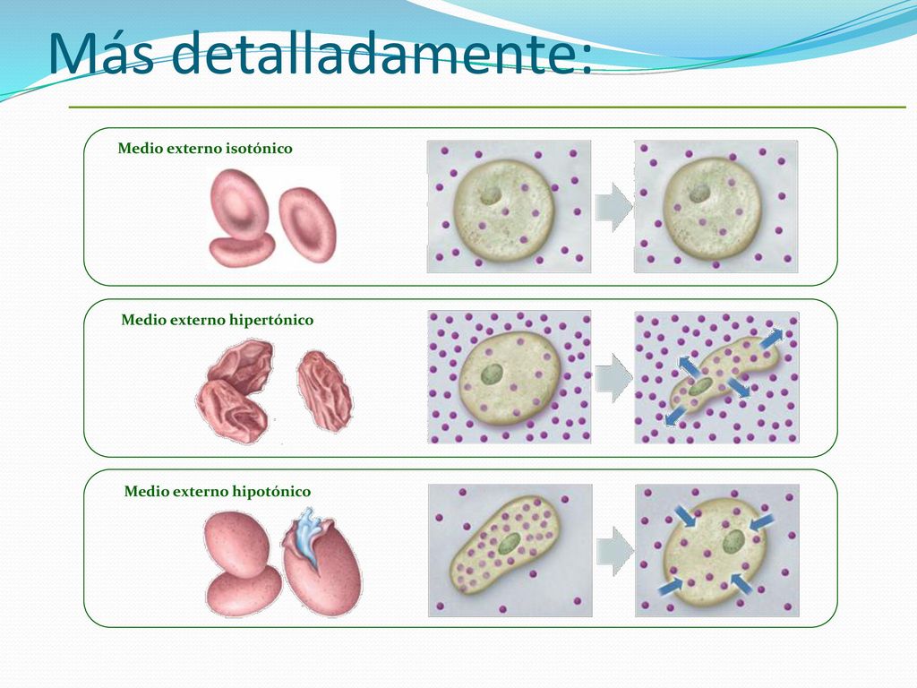 Más detalladamente: Medio externo isotónico Medio externo hipertónico