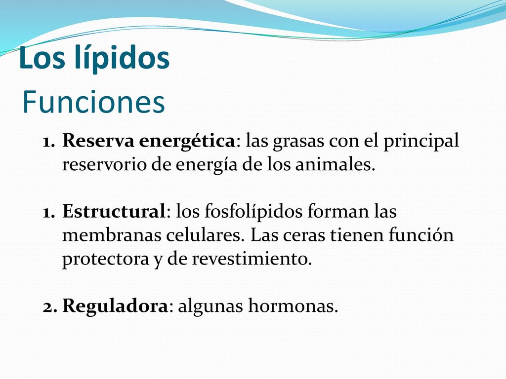Los lípidos Funciones. Reserva energética: las grasas con el principal reservorio de energía de los animales.
