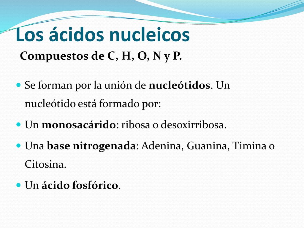 Los ácidos nucleicos Compuestos de C, H, O, N y P.