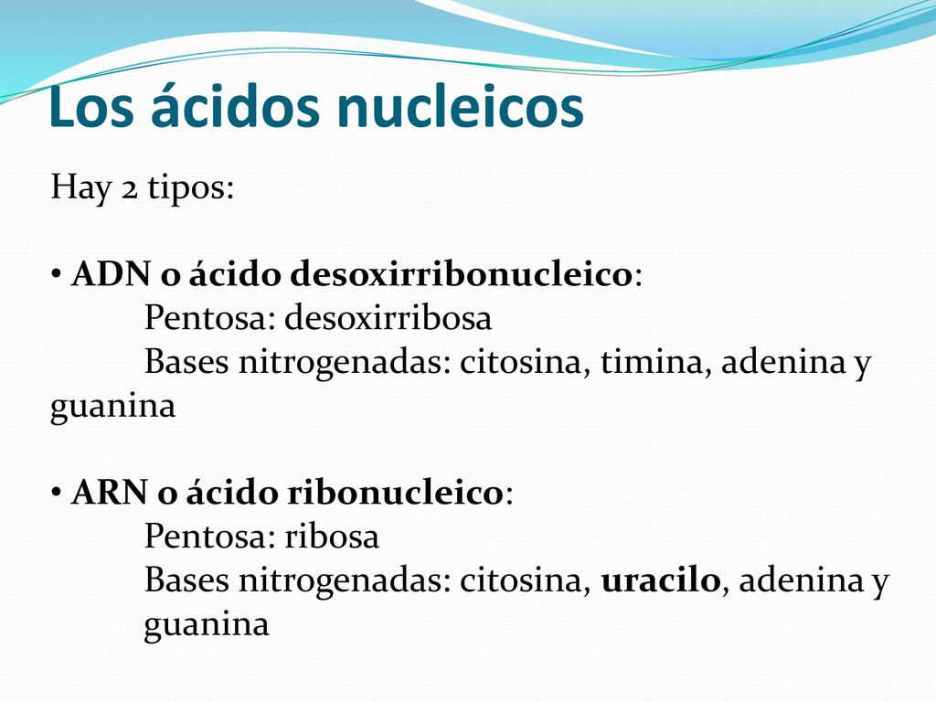Los ácidos nucleicos Hay 2 tipos: ADN o ácido desoxirribonucleico: