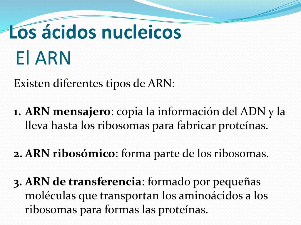 Los ácidos nucleicos El ARN Existen diferentes tipos de ARN: