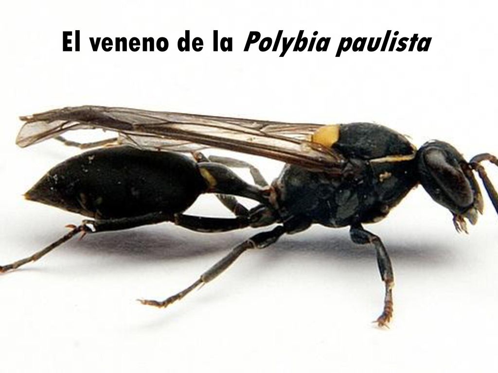 El veneno de la Polybia paulista