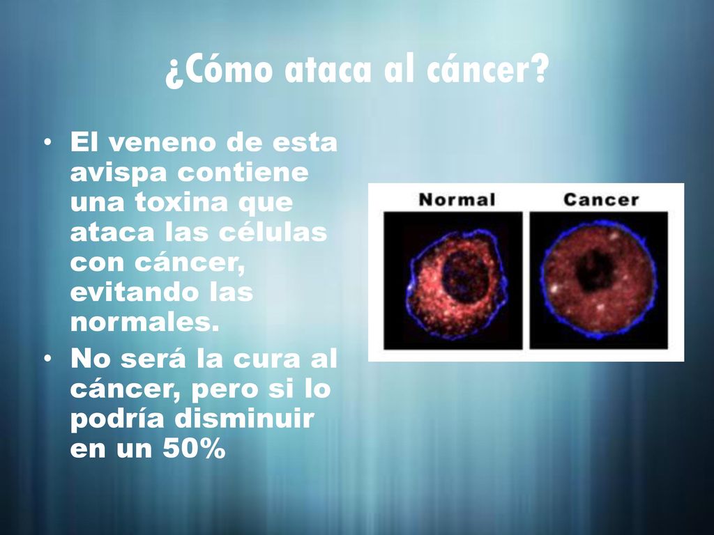 ¿Cómo ataca al cáncer El veneno de esta avispa contiene una toxina que ataca las células con cáncer, evitando las normales.