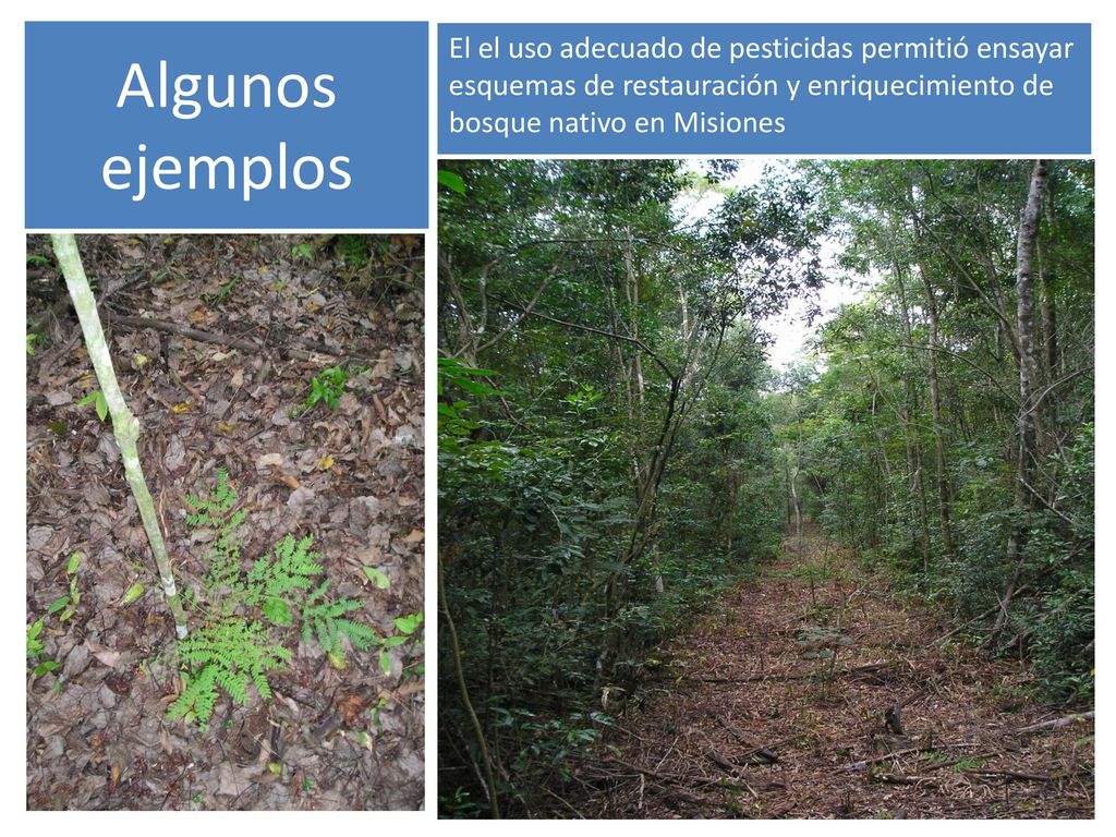 Algunos ejemplos El el uso adecuado de pesticidas permitió ensayar esquemas de restauración y enriquecimiento de bosque nativo en Misiones.