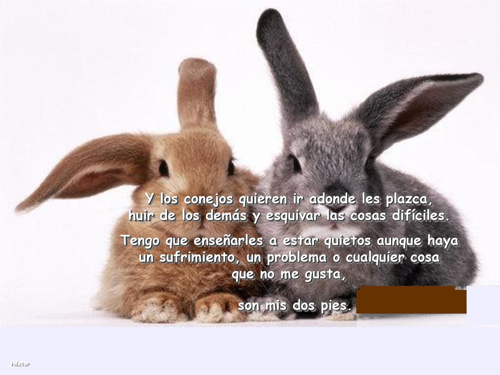 Y los conejos quieren ir adonde les plazca, huir de los demás y esquivar las cosas difíciles.