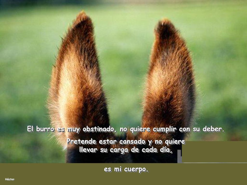 El burro es muy obstinado, no quiere cumplir con su deber.