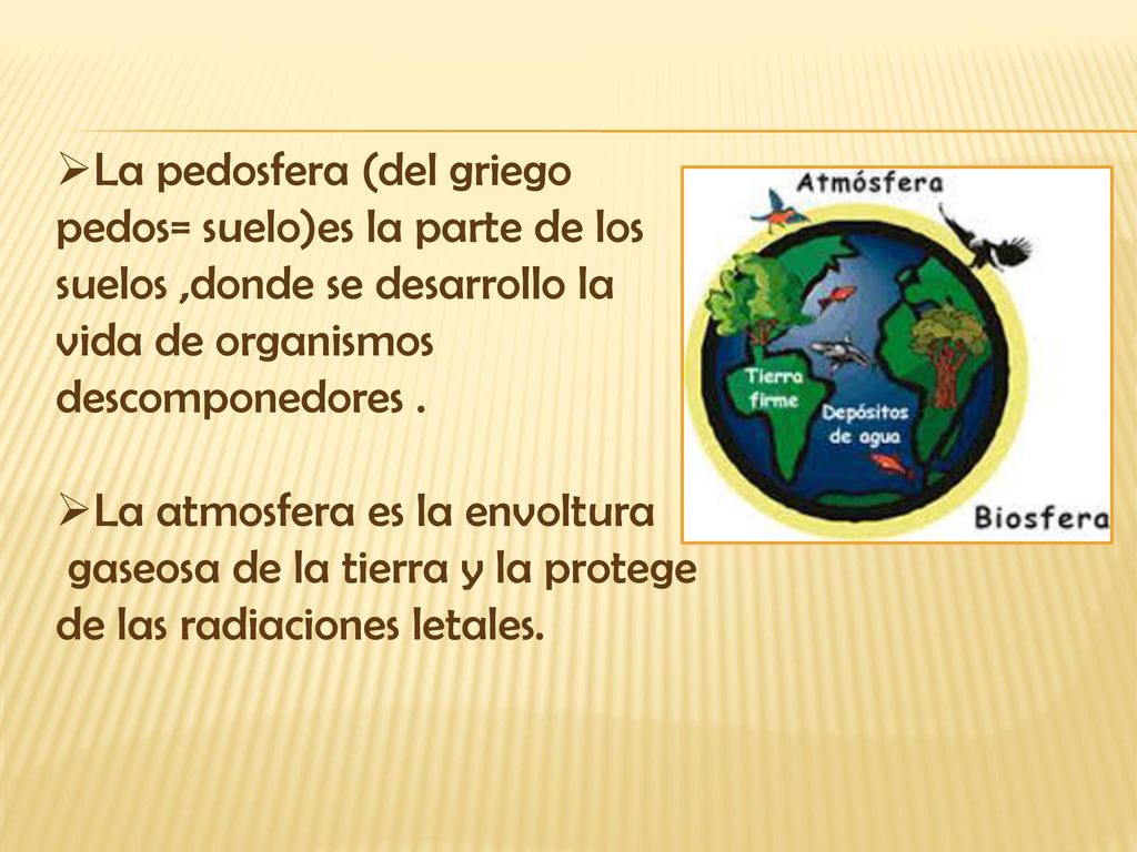 La pedosfera (del griego pedos= suelo)es la parte de los suelos ,donde se desarrollo la vida de organismos descomponedores .