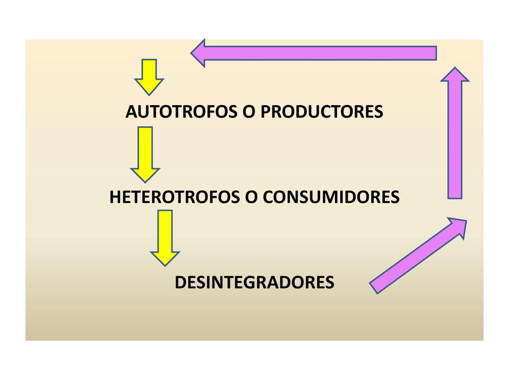 AUTOTROFOS O PRODUCTORES HETEROTROFOS O CONSUMIDORES DESINTEGRADORES