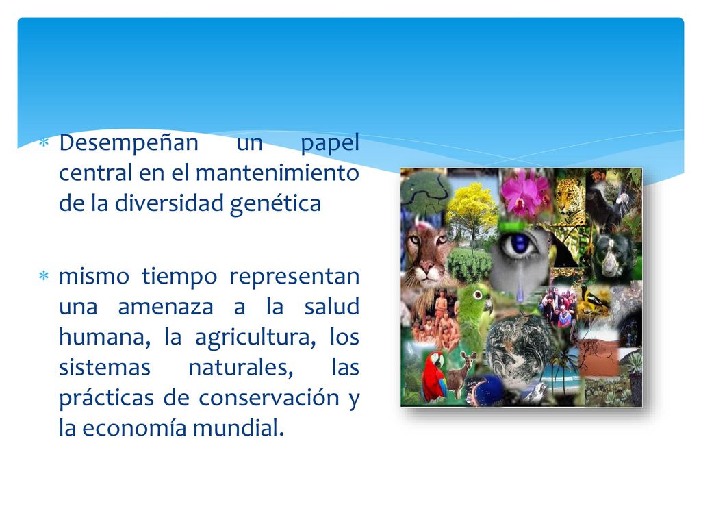 Desempeñan un papel central en el mantenimiento de la diversidad genética