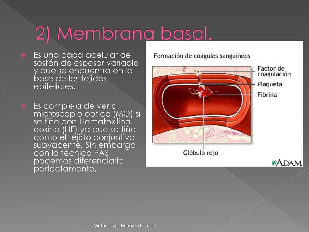 2) Membrana basal. Es una capa acelular de sostén de espesor variable y que se encuentra en la base de los tejidos epiteliales.