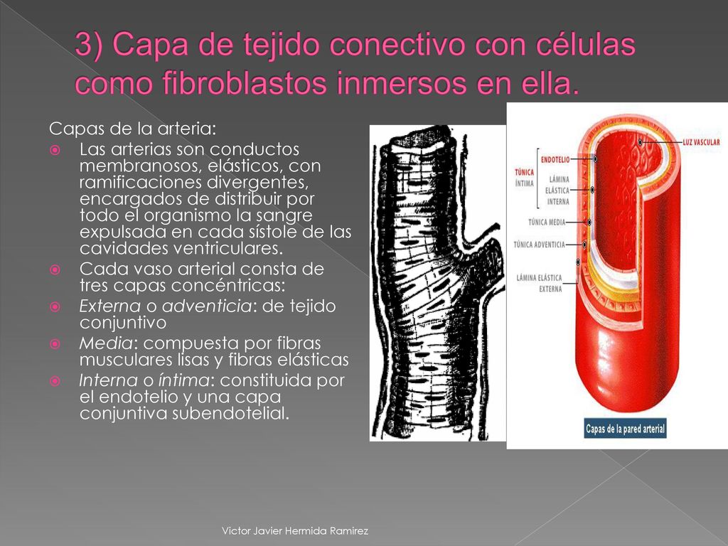 3) Capa de tejido conectivo con células como fibroblastos inmersos en ella.