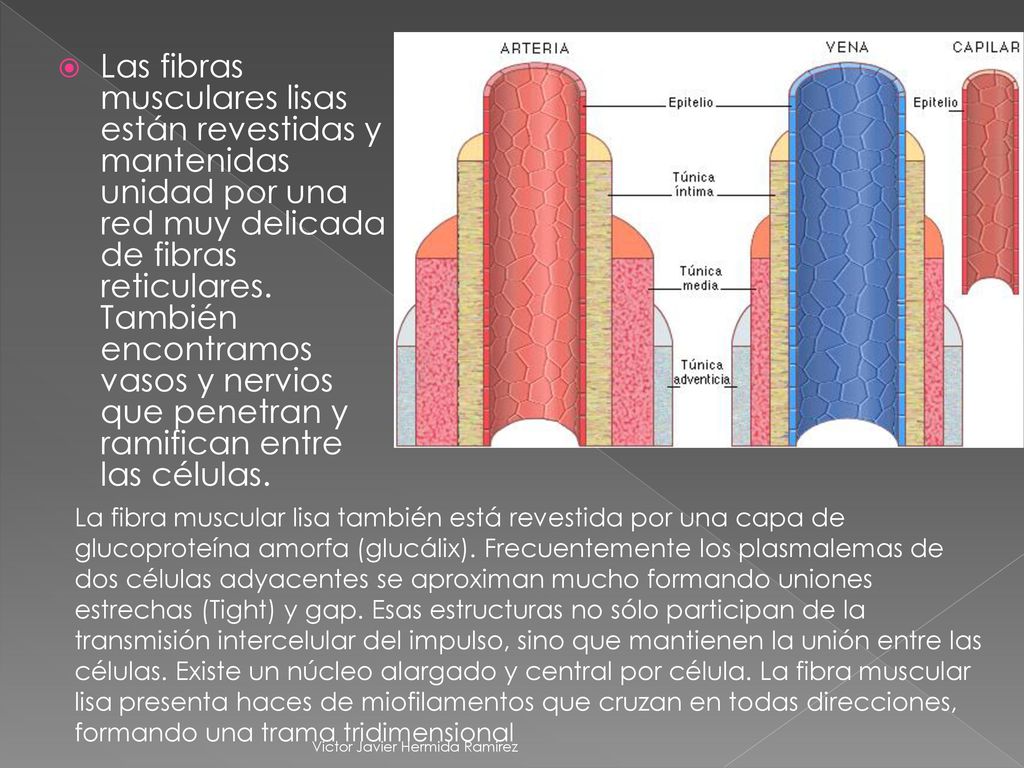 Las fibras musculares lisas están revestidas y mantenidas unidad por una red muy delicada de fibras reticulares. También encontramos vasos y nervios que penetran y ramifican entre las células.