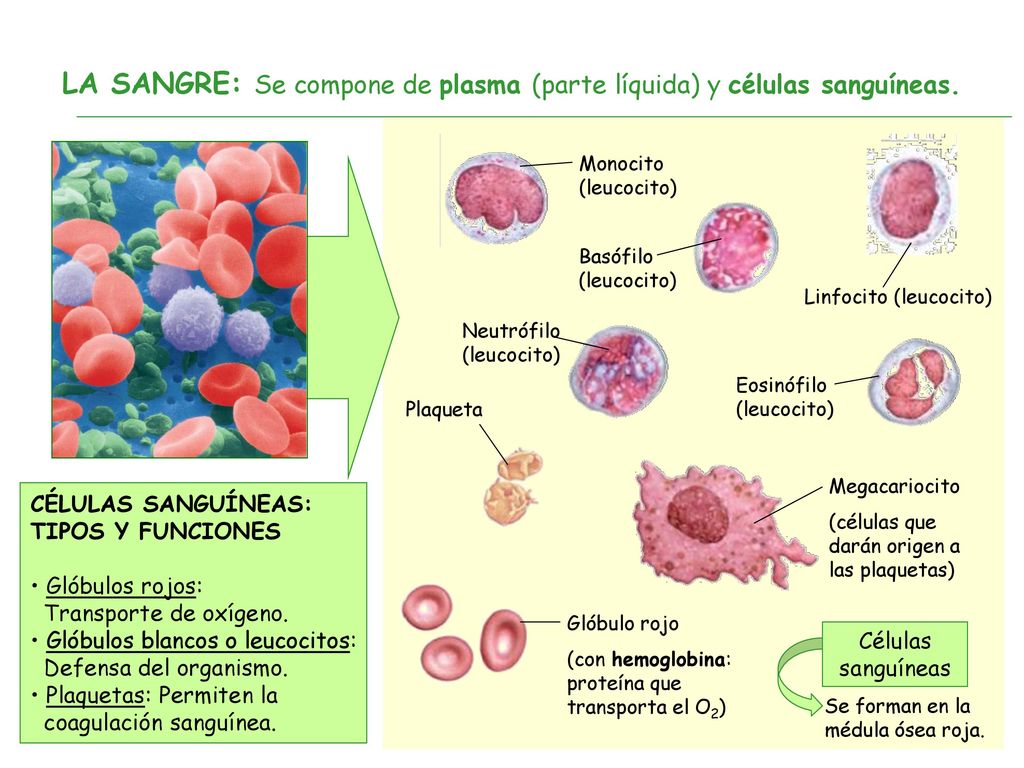 LA SANGRE: Se compone de plasma (parte líquida) y células sanguíneas.