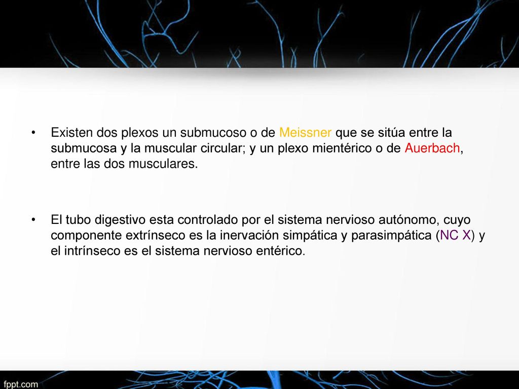 Existen dos plexos un submucoso o de Meissner que se sitúa entre la submucosa y la muscular circular; y un plexo mientérico o de Auerbach, entre las dos musculares.