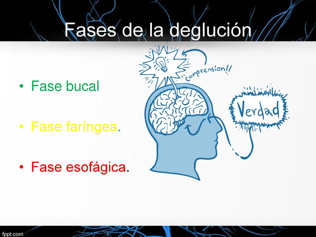 Fases de la deglución Fase bucal Fase faríngea. Fase esofágica.
