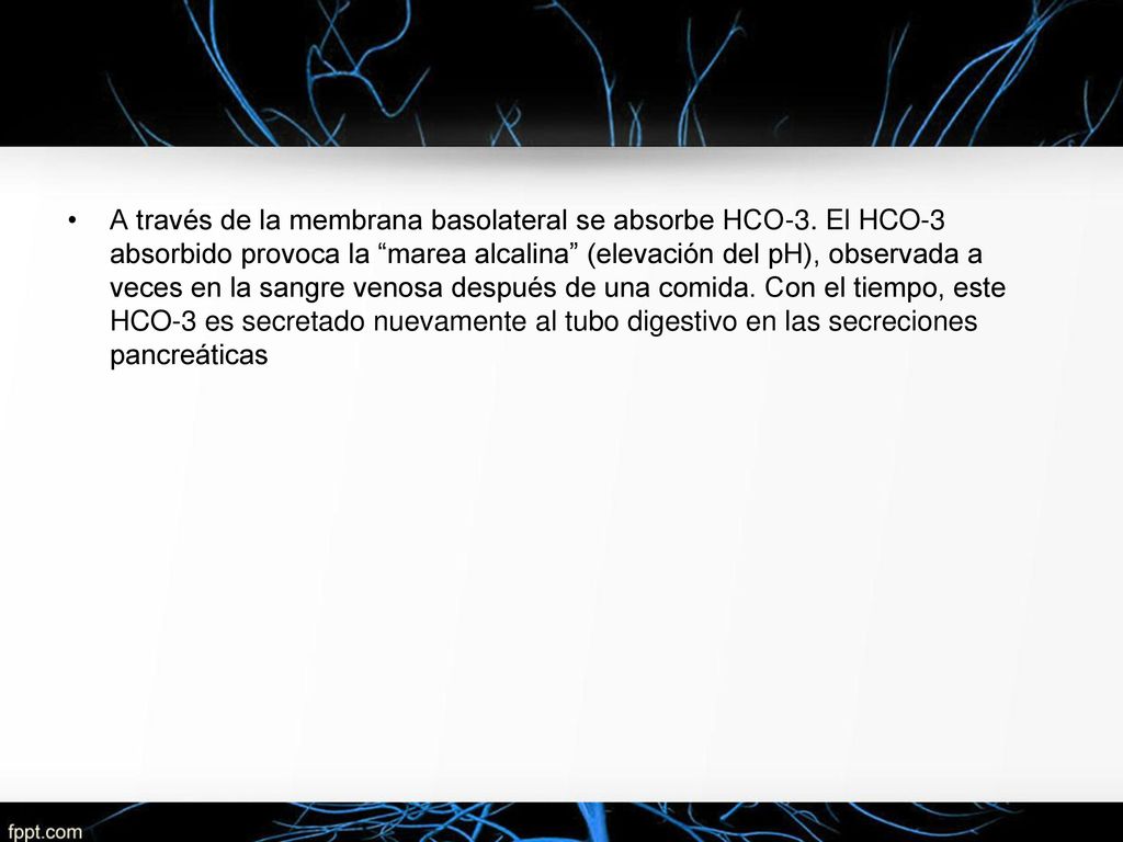 A través de la membrana basolateral se absorbe HCO-3