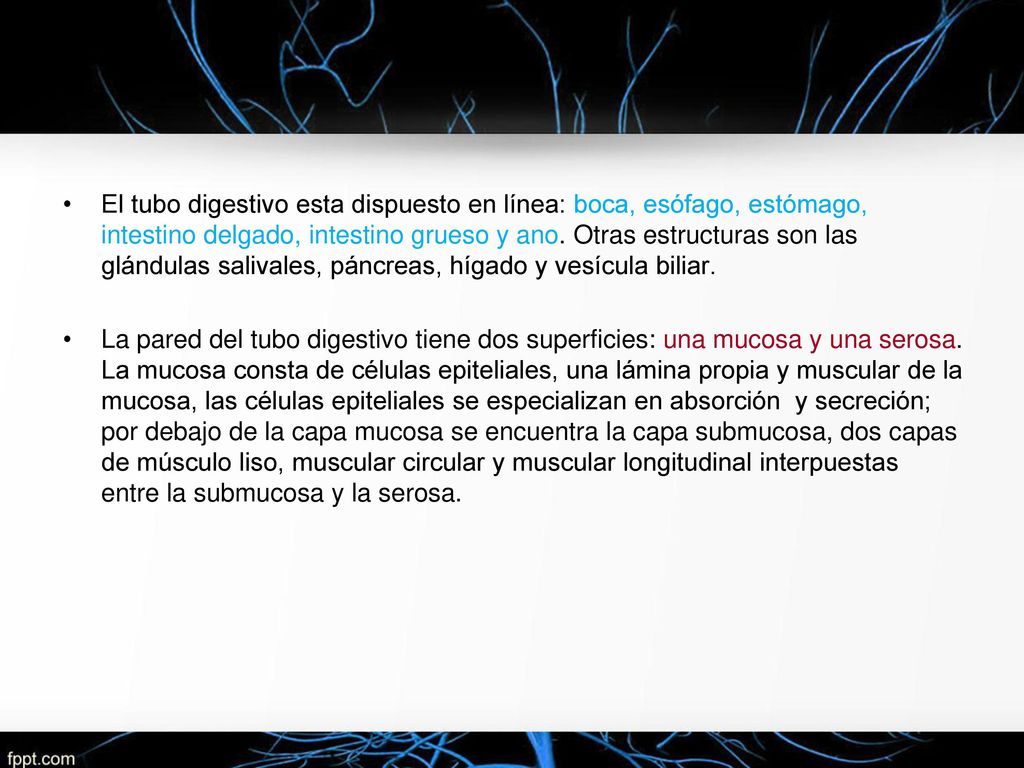 El tubo digestivo esta dispuesto en línea: boca, esófago, estómago, intestino delgado, intestino grueso y ano. Otras estructuras son las glándulas salivales, páncreas, hígado y vesícula biliar.