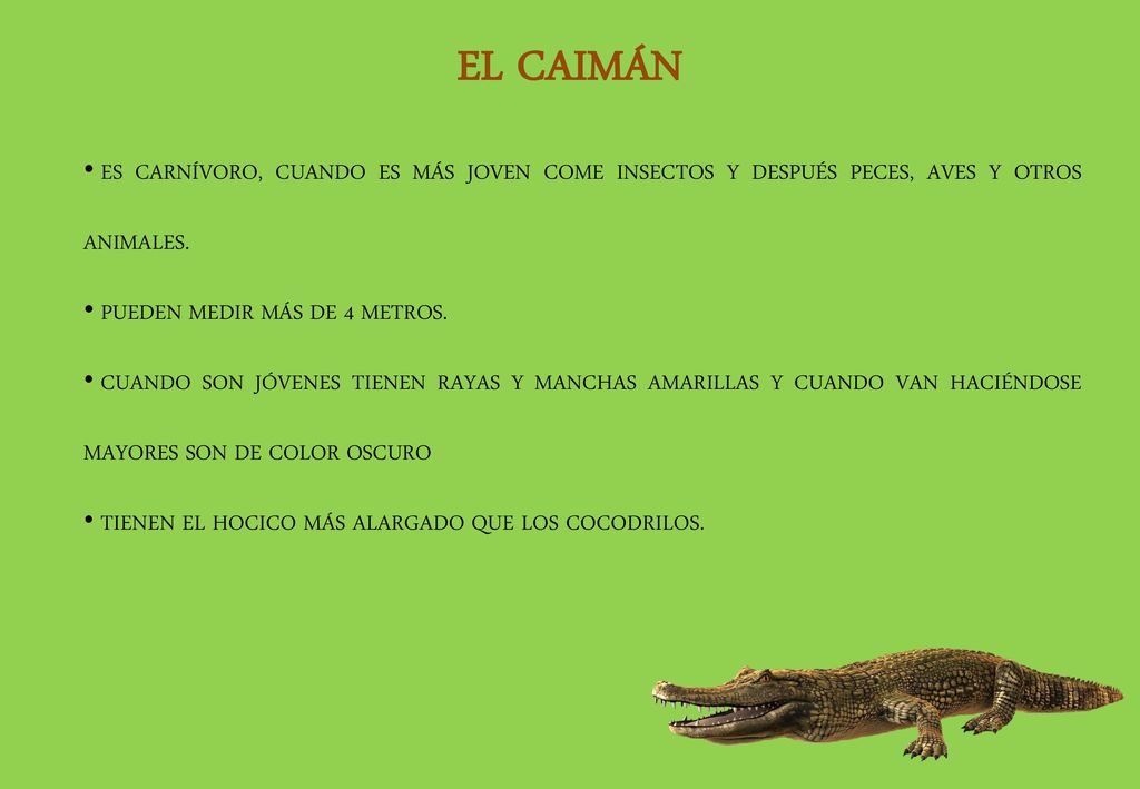 EL CAIMÁN ES CARNÍVORO, CUANDO ES MÁS JOVEN COME INSECTOS Y DESPUÉS PECES, AVES Y OTROS ANIMALES. PUEDEN MEDIR MÁS DE 4 METROS.