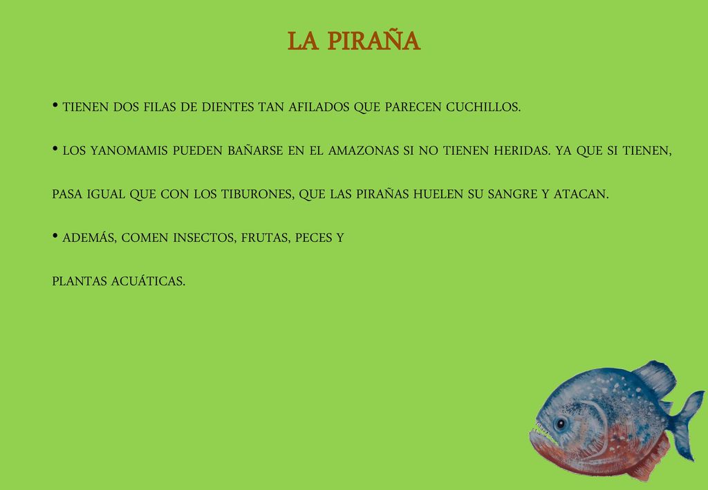 LA PIRAÑA TIENEN DOS FILAS DE DIENTES TAN AFILADOS QUE PARECEN CUCHILLOS.