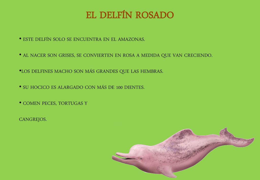 EL DELFÍN ROSADO ESTE DELFÍN SOLO SE ENCUENTRA EN EL AMAZONAS.