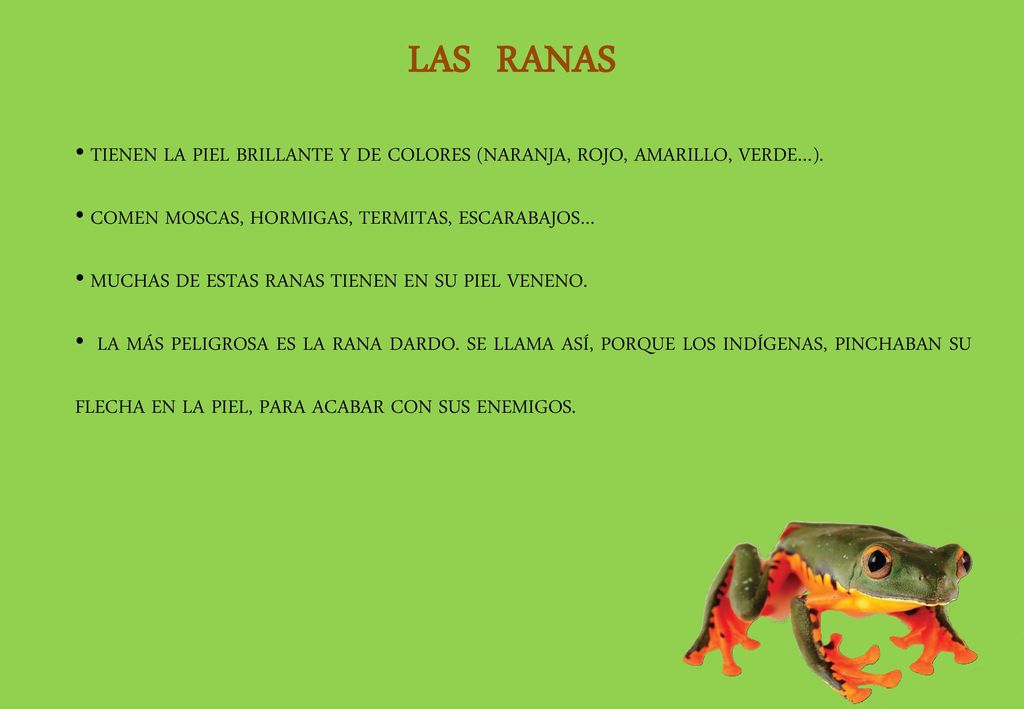 LAS RANAS TIENEN LA PIEL BRILLANTE Y DE COLORES (NARANJA, ROJO, AMARILLO, VERDE…). COMEN MOSCAS, HORMIGAS, TERMITAS, ESCARABAJOS…