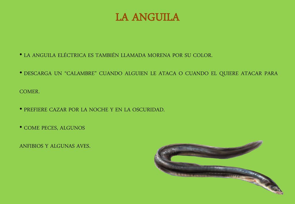 LA ANGUILA LA ANGUILA ELÉCTRICA ES TAMBIÉN LLAMADA MORENA POR SU COLOR.