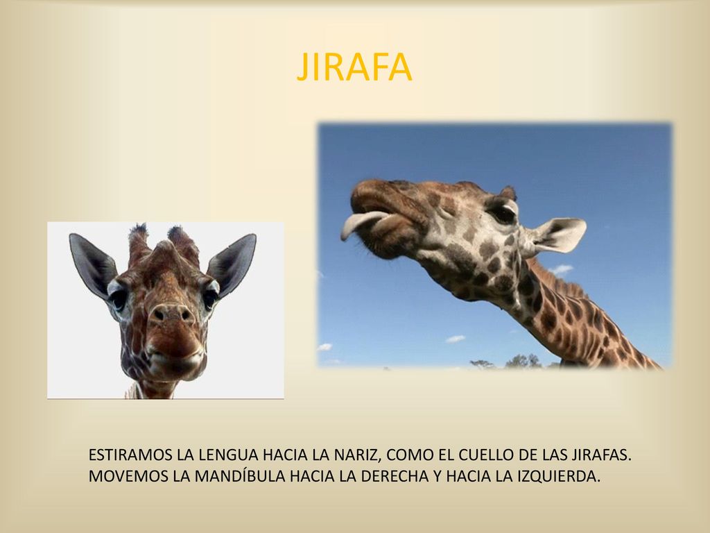 JIRAFA ESTIRAMOS LA LENGUA HACIA LA NARIZ, COMO EL CUELLO DE LAS JIRAFAS.