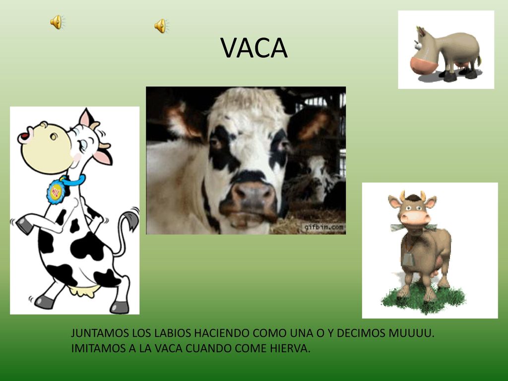 VACA JUNTAMOS LOS LABIOS HACIENDO COMO UNA O Y DECIMOS MUUUU.